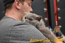 Antwerpen 176
