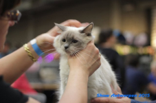 antw 2015 164