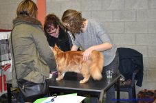 Katttenshow Arendonk 2020 DSC 0058