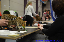 turnhout 2019-0284