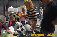 Antwerpen 229