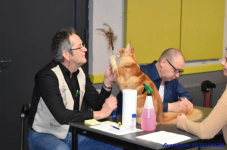 Katttenshow Arendonk 2020 DSC 0183