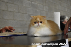 Antwerp 2022153