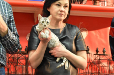 Katttenshow Arendonk 2020 DSC 0615