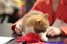 turnhout20150092
