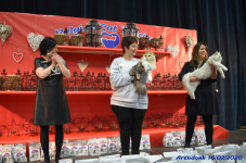 Katttenshow Arendonk 2020 DSC 0398