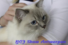 antwerpen 2012 223