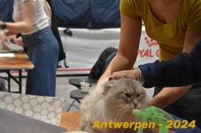 Antwerpen 121
