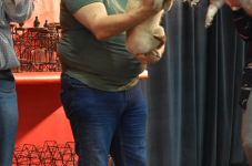 Katttenshow Arendonk 2020 DSC 0298