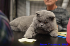 turnhout 2019-0302