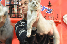 Katttenshow Arendonk 2020 DSC 0670