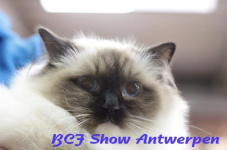 antwerpen 2012 199