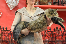 Katttenshow Arendonk 2020 DSC 0287