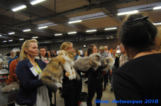 antwerp 2018 0294