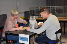 Katttenshow Arendonk 2020 DSC 0149