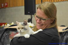 Katttenshow Arendonk 2020 DSC 0270