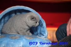 bcf antw 2010 271