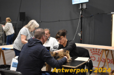 Antwerpen 200
