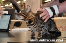 Schow Antwerpen 2023 303