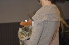 Katttenshow Arendonk 2020 DSC 0250