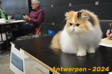 Antwerpen 258