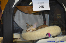 Katttenshow Arendonk 2020 DSC 0075