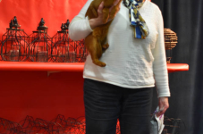 Katttenshow Arendonk 2020 DSC 0341