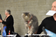 Antwerp 2022242