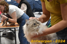 Antwerpen 125