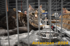 Antwerpen 095