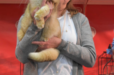 Katttenshow Arendonk 2020 DSC 0709