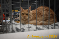 Antwerpen 096