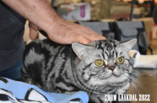 Show Laakdal 2022 0097