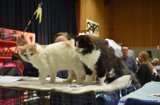 Katttenshow Arendonk 2020 DSC 0322