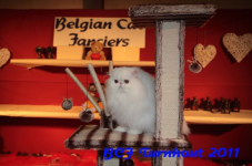 bcf antw 2010 292