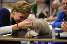 turnhout 2019-0276