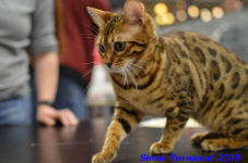 turnhout 2019-0268