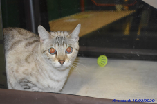 Katttenshow Arendonk 2020 DSC 0076