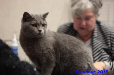 turnhout20150140