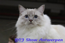 antwerpen 2012 210