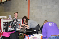 Katttenshow Arendonk 2020 DSC 0027