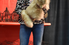 Katttenshow Arendonk 2020 DSC 0433