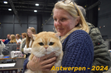 Antwerpen 260