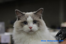 antw 2015 225