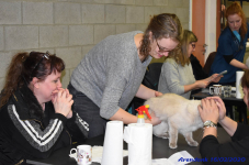 Katttenshow Arendonk 2020 DSC 0066