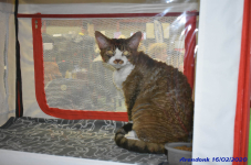 Katttenshow Arendonk 2020 DSC 0130
