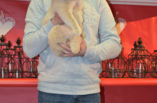 Katttenshow Arendonk 2020 DSC 0242