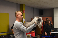 Katttenshow Arendonk 2020 DSC 0514