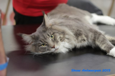 antw 2015 247