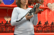 Katttenshow Arendonk 2020 DSC 0492